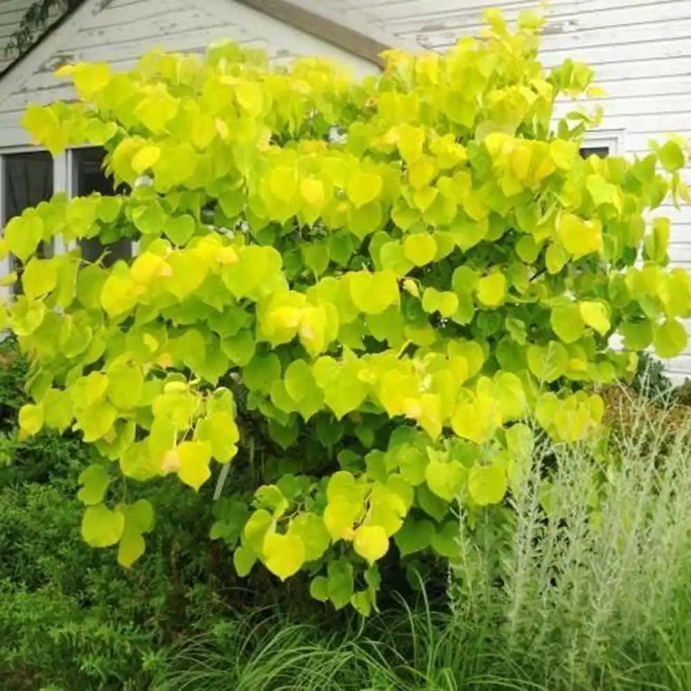 Arborele Lui Iuda (Cercis) Heart of Gold, arbore cu frunzis auriu si flori roz spectaculoase in forma de inima si direct pe tulpina si ramuri