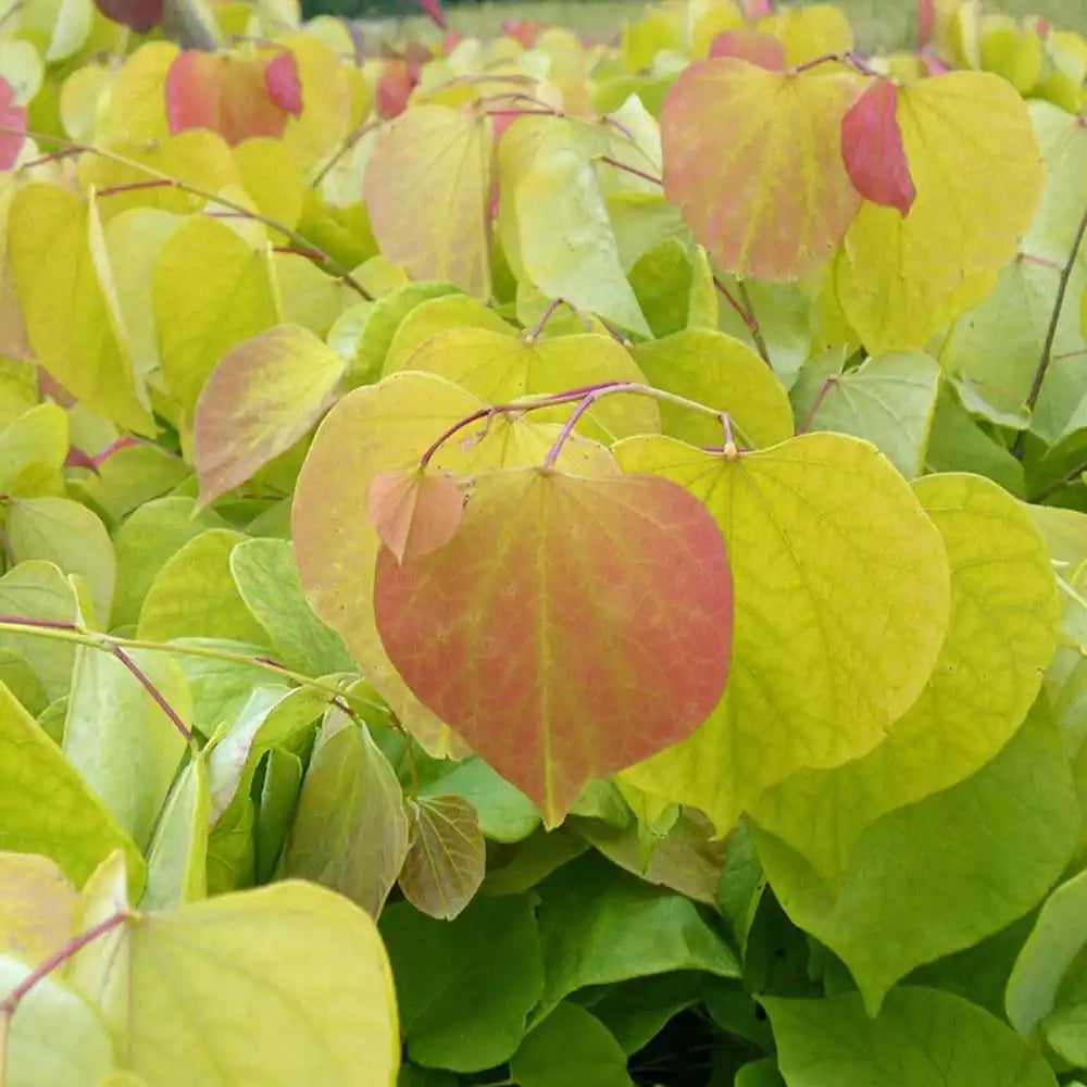 Arborele Lui Iuda (Cercis) Heart of Gold, arbore cu frunzis auriu si flori roz spectaculoase in forma de inima si direct pe tulpina si ramuri