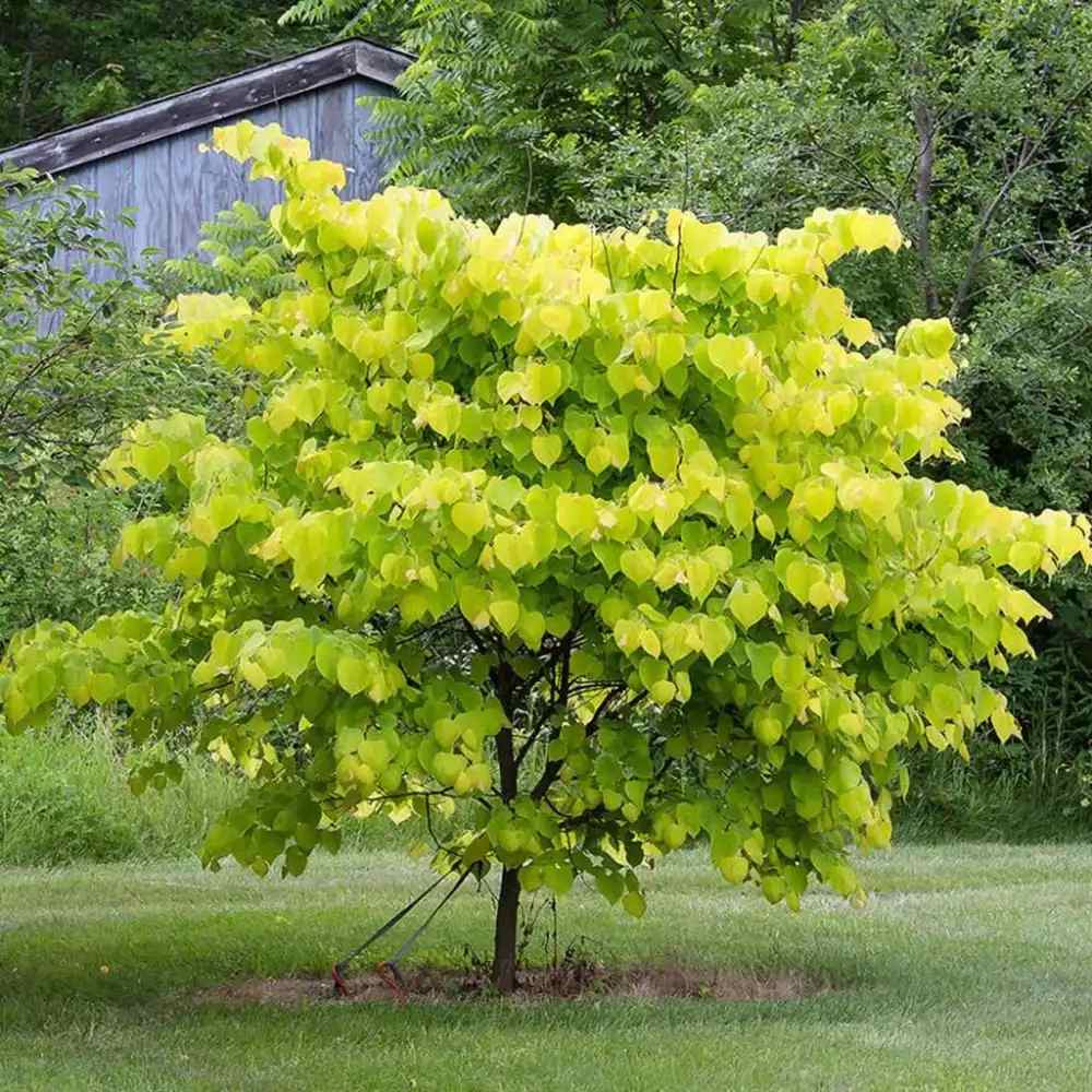 Arborele Lui Iuda (Cercis) Heart of Gold, arbore cu frunzis auriu si flori roz spectaculoase in forma de inima si direct pe tulpina si ramuri