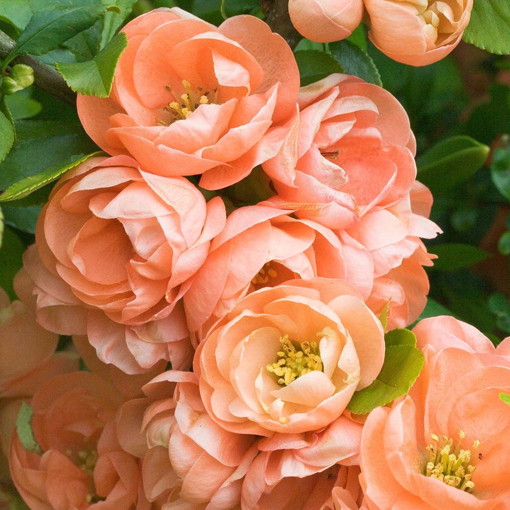 Gutui Japonez, Merisor (Chaenomeles) Cameo, cu flori duble portocalii-somon