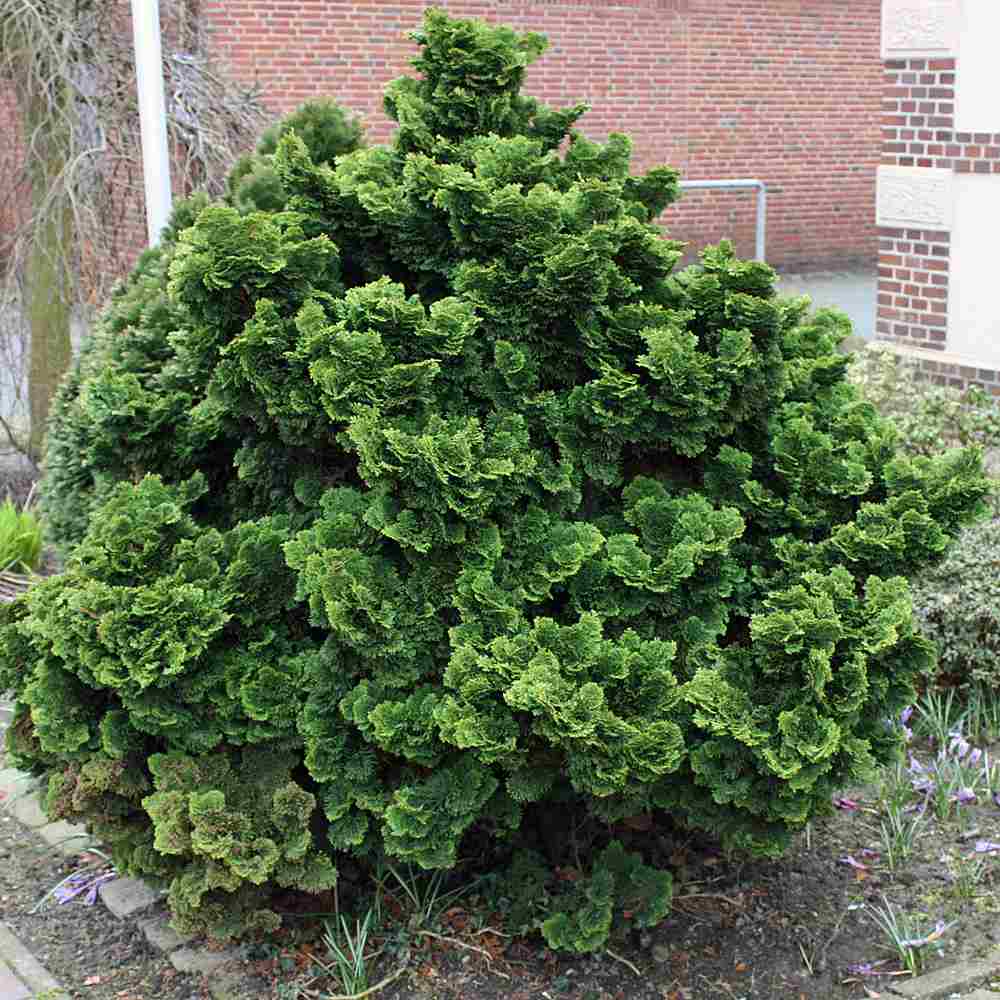 Chiparos Pitic Japonez Hinoki (Chamaecyparis Nana) Gracilis, conifer pitic verde-intens, vesnic verde, compact, gradini mici