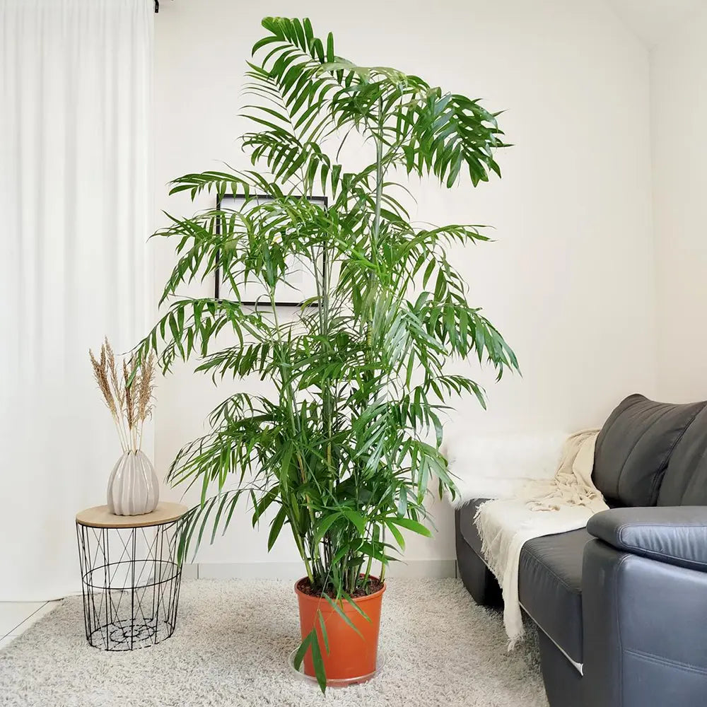 Palmier de Bambus (Chamaedorea seifrizii), 180 cm, planta de interior, purifica aer, intretinere redusa