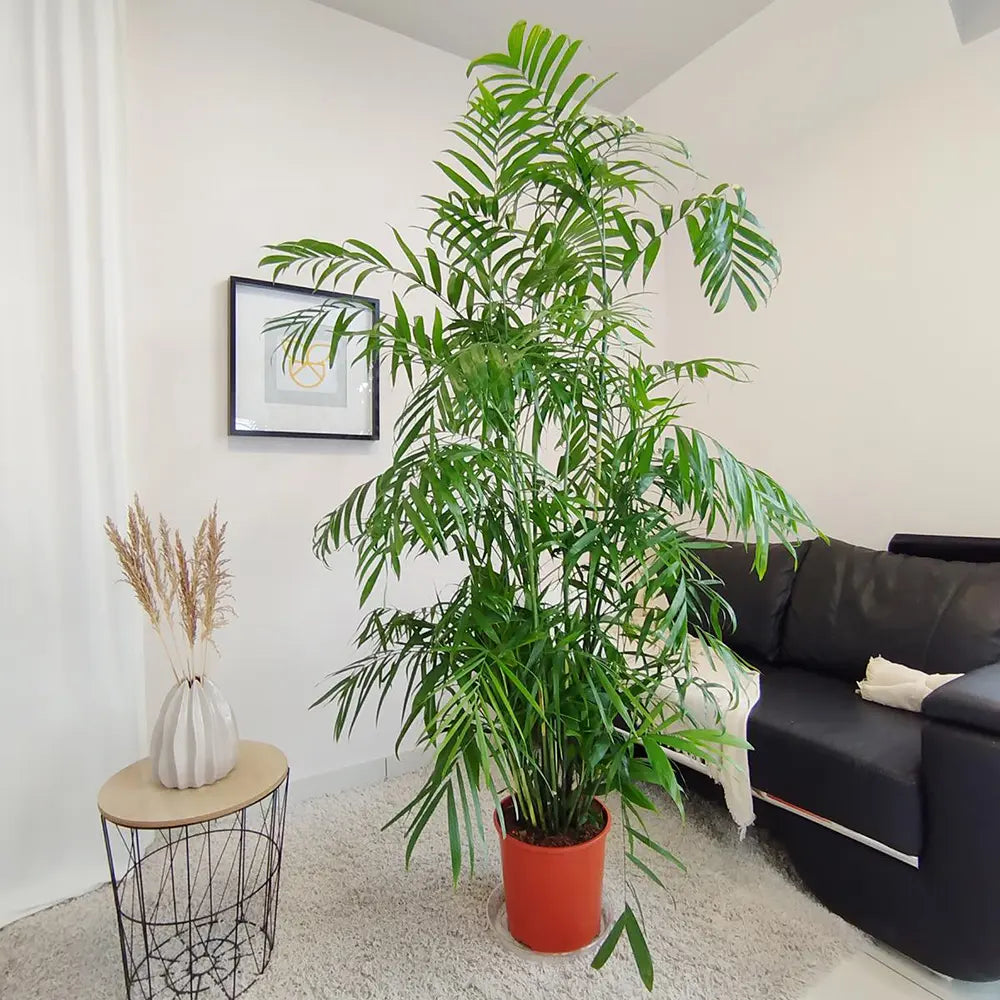 Бамбукова палма (Chamaedorea seifrizii), 110 см, стайно растение, пречиства въздуха, лесна поддръжка