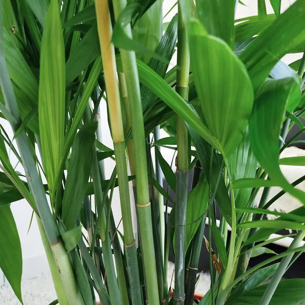 Бамбукова палма (Chamaedorea seifrizii), 110 см, стайно растение, пречиства въздуха, лесна поддръжка