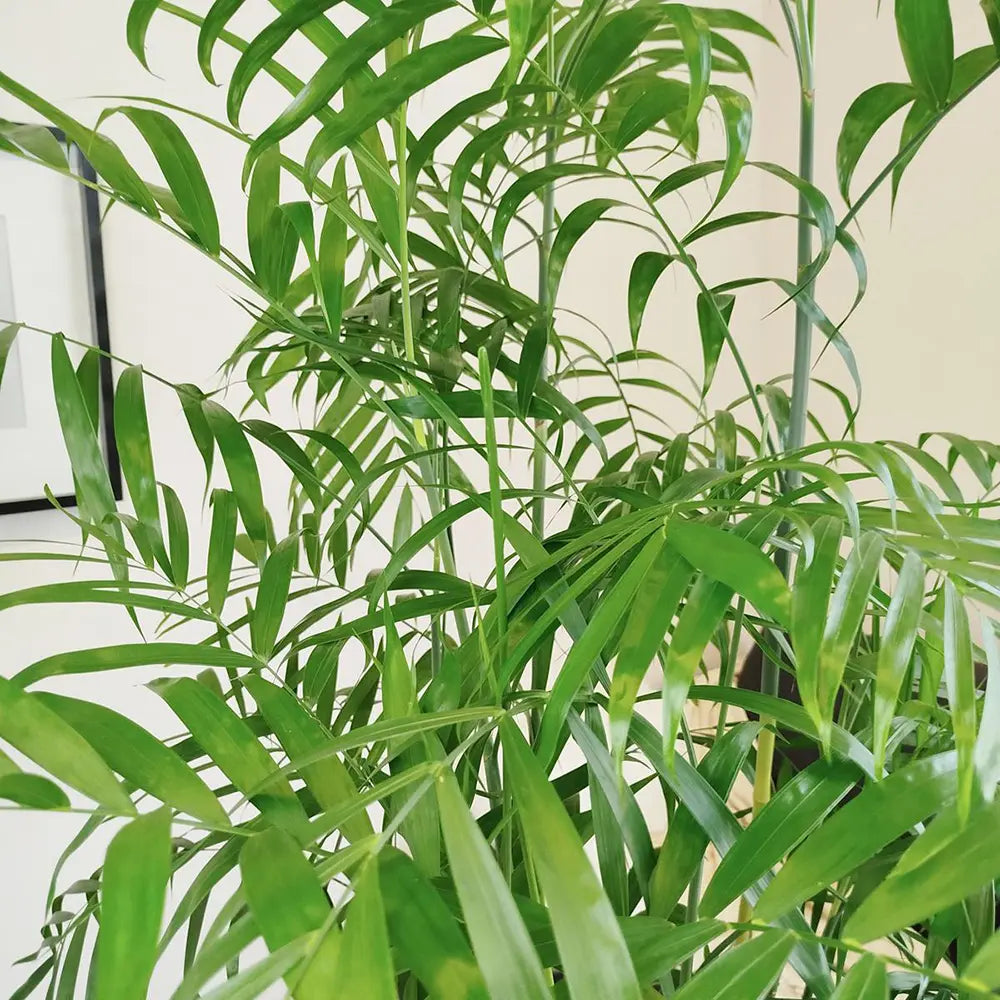 Бамбукова палма (Chamaedorea seifrizii), 110 см, стайно растение, пречиства въздуха, лесна поддръжка
