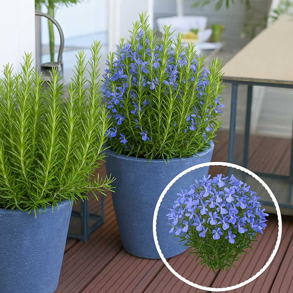 Розмарин Officialis в саксия, интензивен аромат