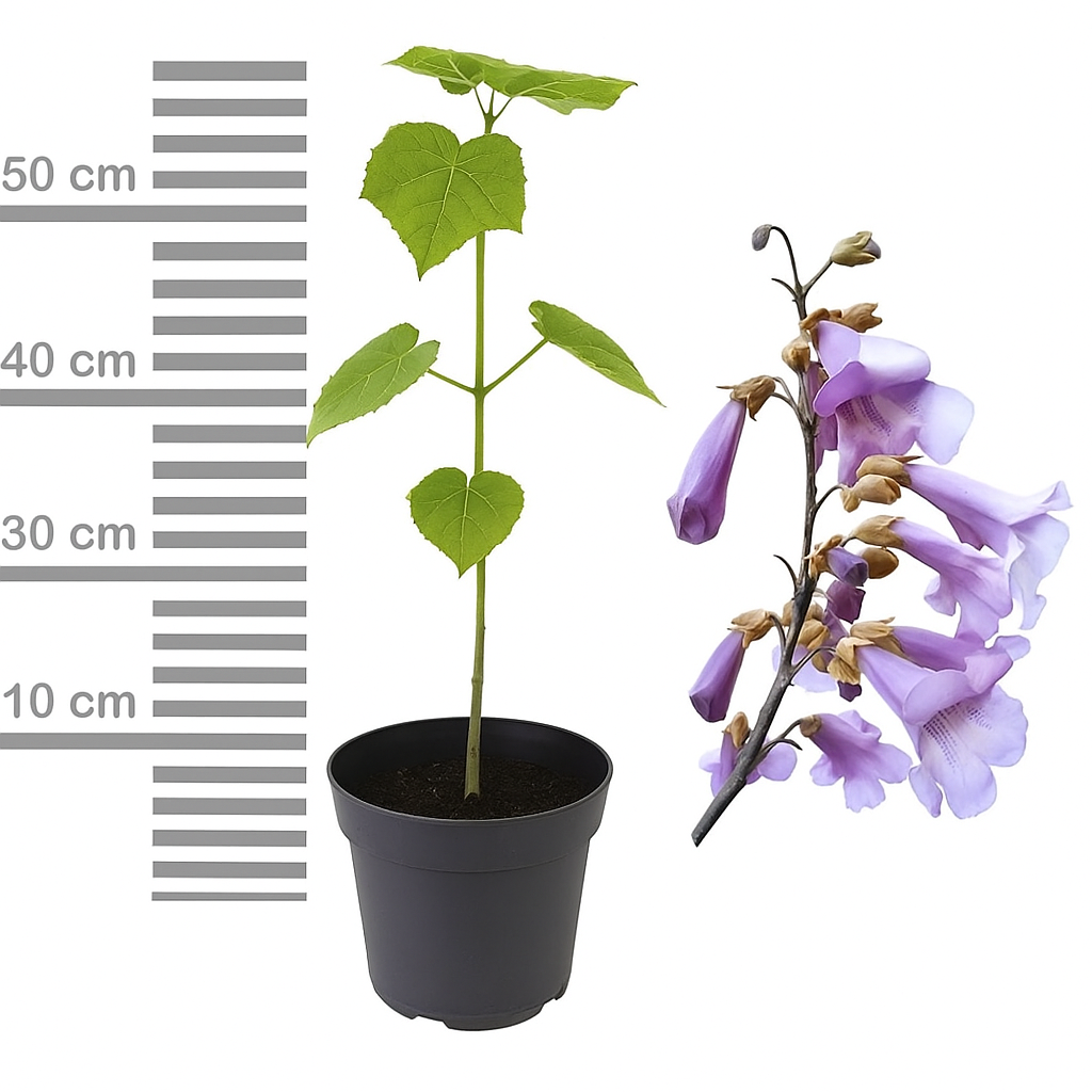 Дърво на принцесата – Paulownia Tomentosa, с лилаво-малинови цветове