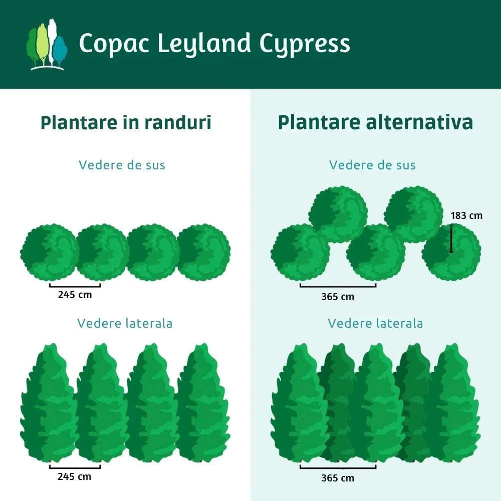 Chiparos Leylandii, gard viu rapid vesnic verde, crestere rapida, conifer foare rezistent la boli