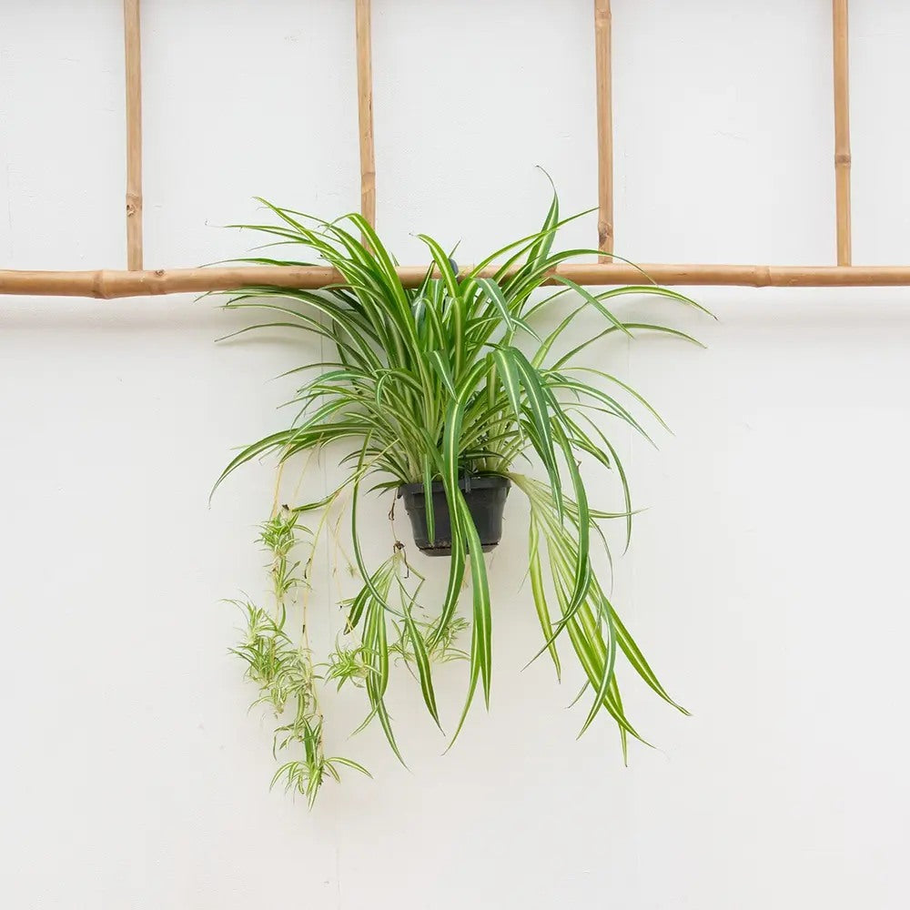 Паяжинно растение (Chlorophytum comosum) Variegatum, 40 см – дълги дъговидни листа в зелено и бяло