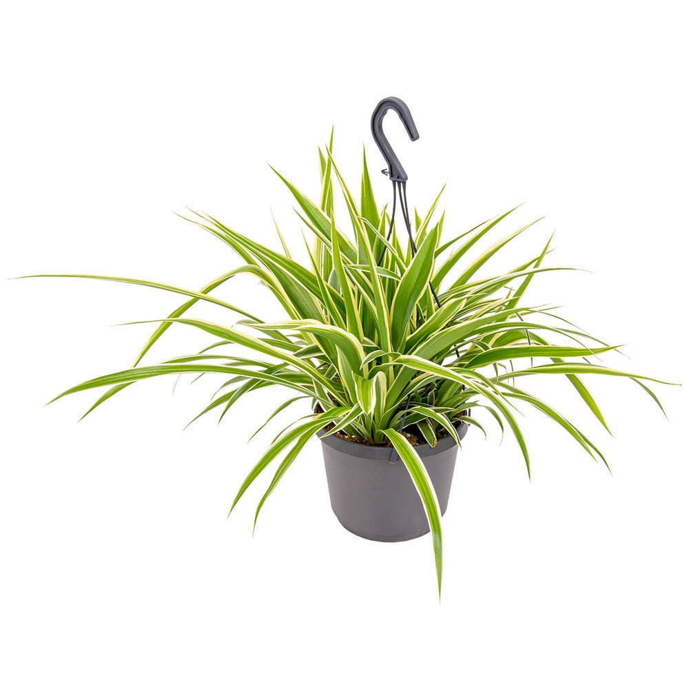 Паяжинно растение (Chlorophytum comosum) Variegatum, 40 см – дълги дъговидни листа в зелено и бяло