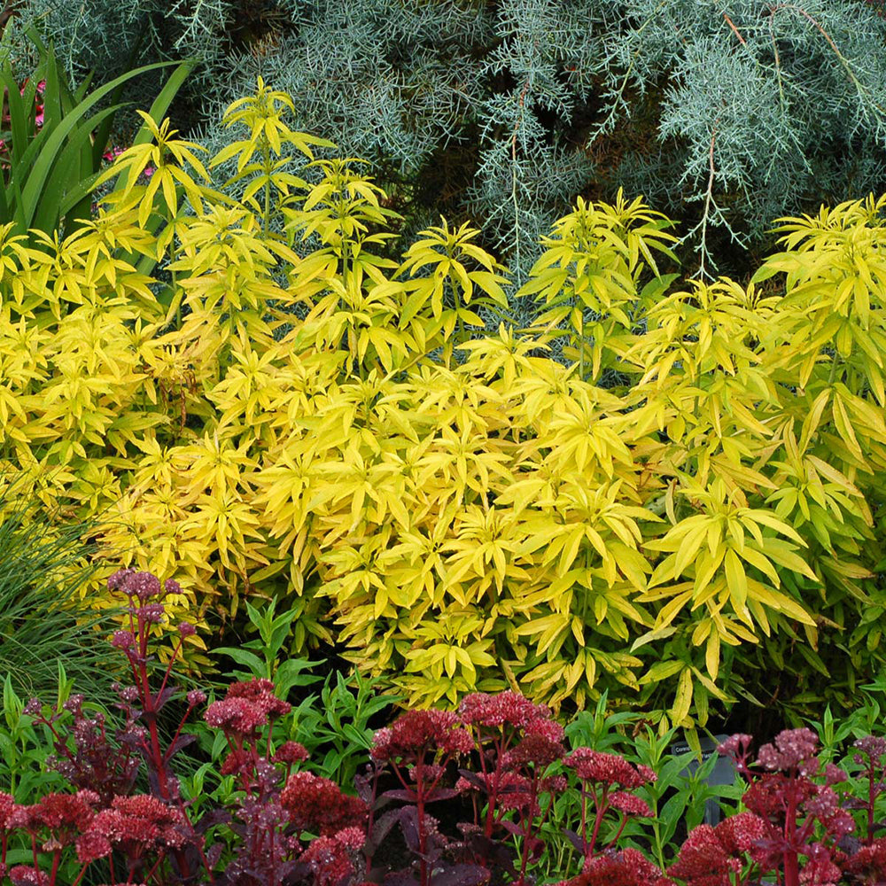 Choisya Aztec Gold