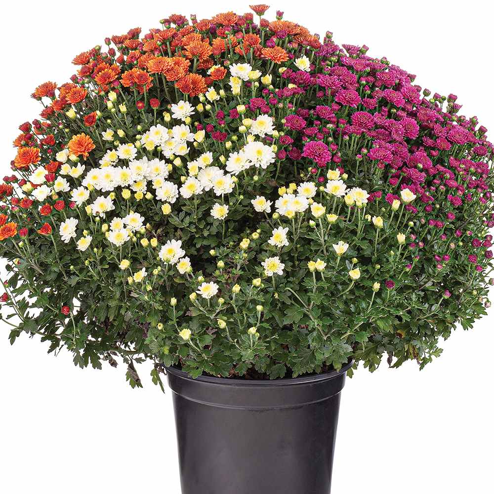 Хризантема Trio Colormix – глобус 20-23 см