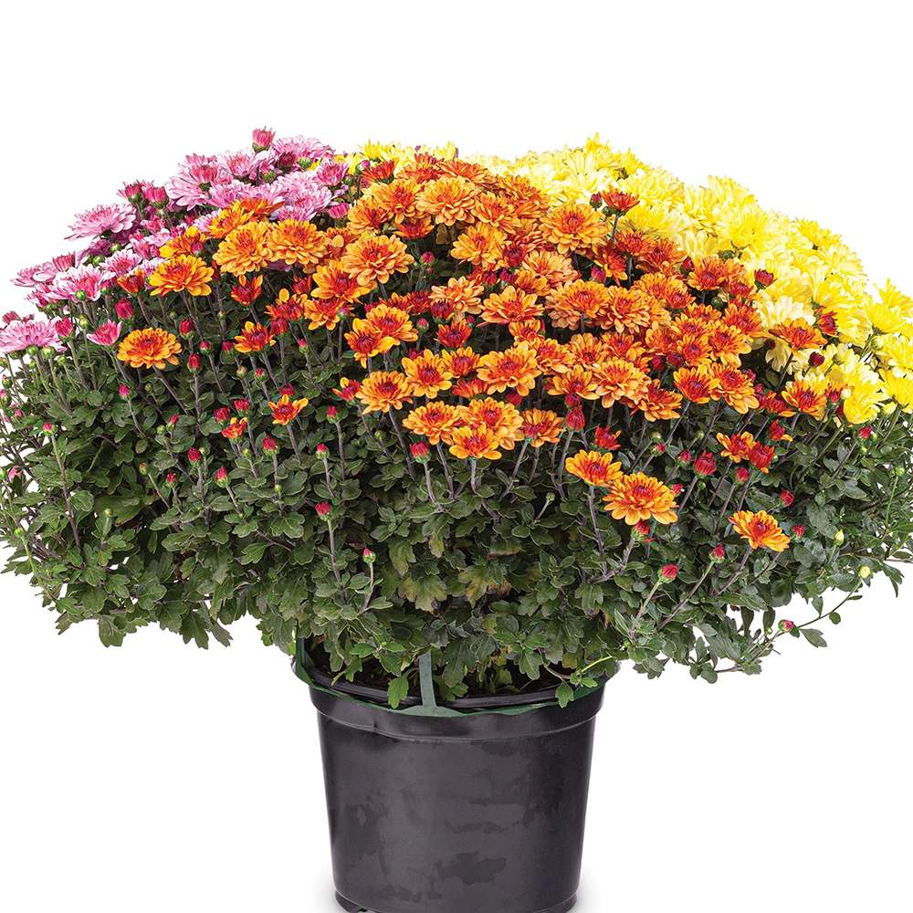 Crizantema Trio Colormix - Glob de 20-23 cm