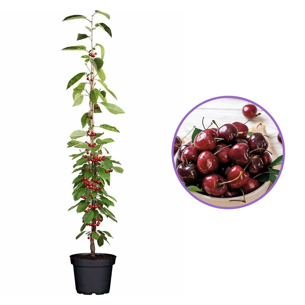 Cires Columnar (Prunus Avium) Sylvia, cu fructe dulci rosii-inchis, an 2 pe rod
