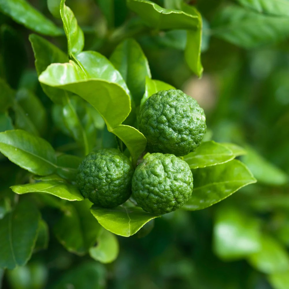 Кафир лайм (Citrus hystrix), с ароматни листа и зелени плодове, подходящ за саксия и тераса, плододава от 2-та година, 60-80 см