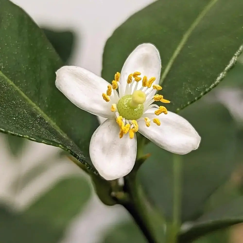 Кафир лайм (Citrus hystrix), с ароматни листа и зелени плодове, подходящ за саксия и тераса, плододава от 2-та година, 60-80 см