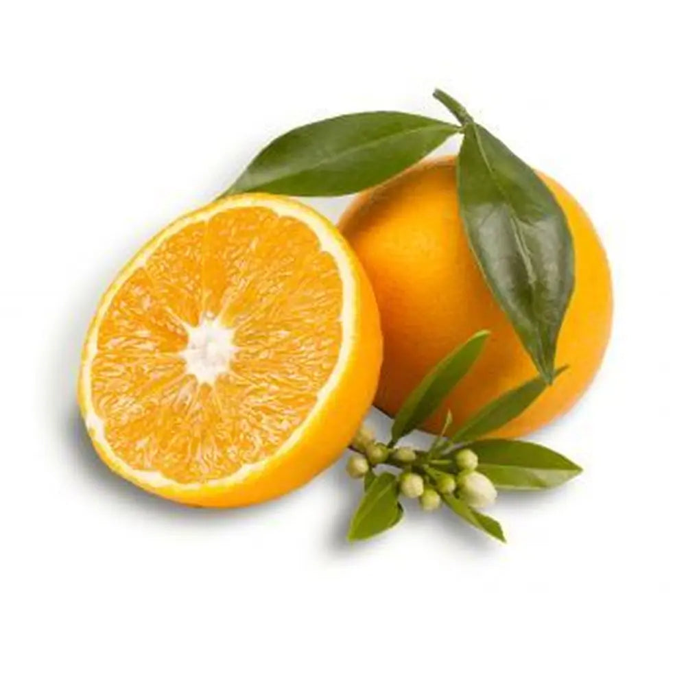Портокал Biondo (Citrus sinensis), с ароматни сладки плодове, плододава от 2-та година