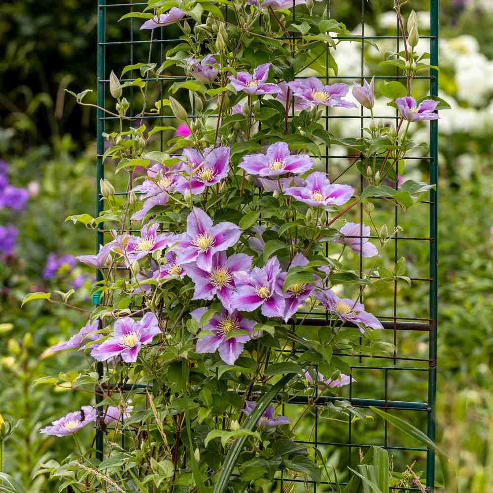 Clematis (Clematita) Piilu, planta cataratoare cu flori duble roz deschis, inflorire abundenta vara, premiat