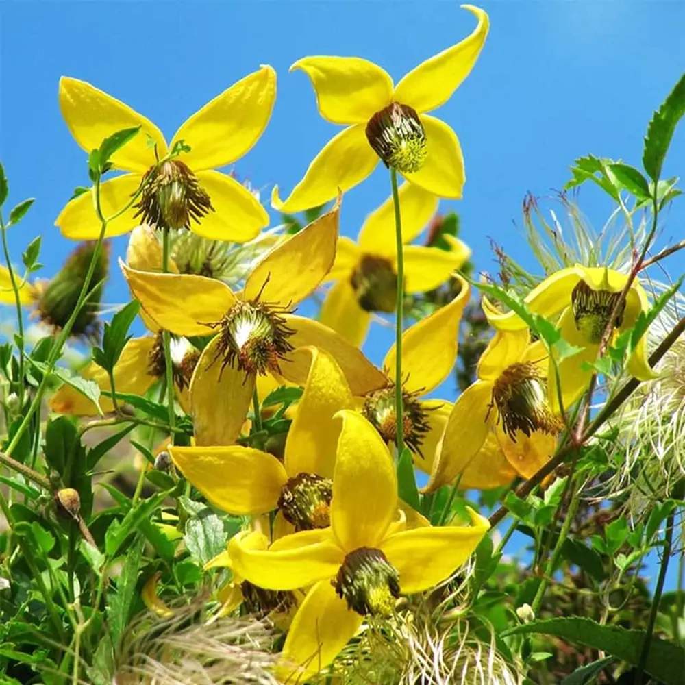 Clematis Tibetana Tanguatica, planta cataratoare cu flori spectaculoase galben in forma de clopot, inflorire abundenta vara