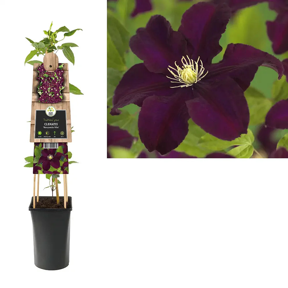 Clematis (Clematita) Warzawska Nike, planta cataratoare cu flori mari mov intens cu centru deschis, inflorire abundenta vara
