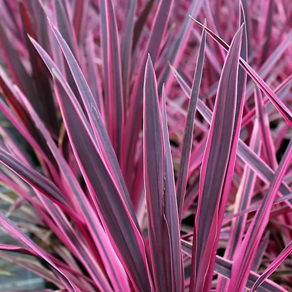 Cordyline Pink Passion, 50-60 см, екзотично декоративно растение с интензивнорозови листа