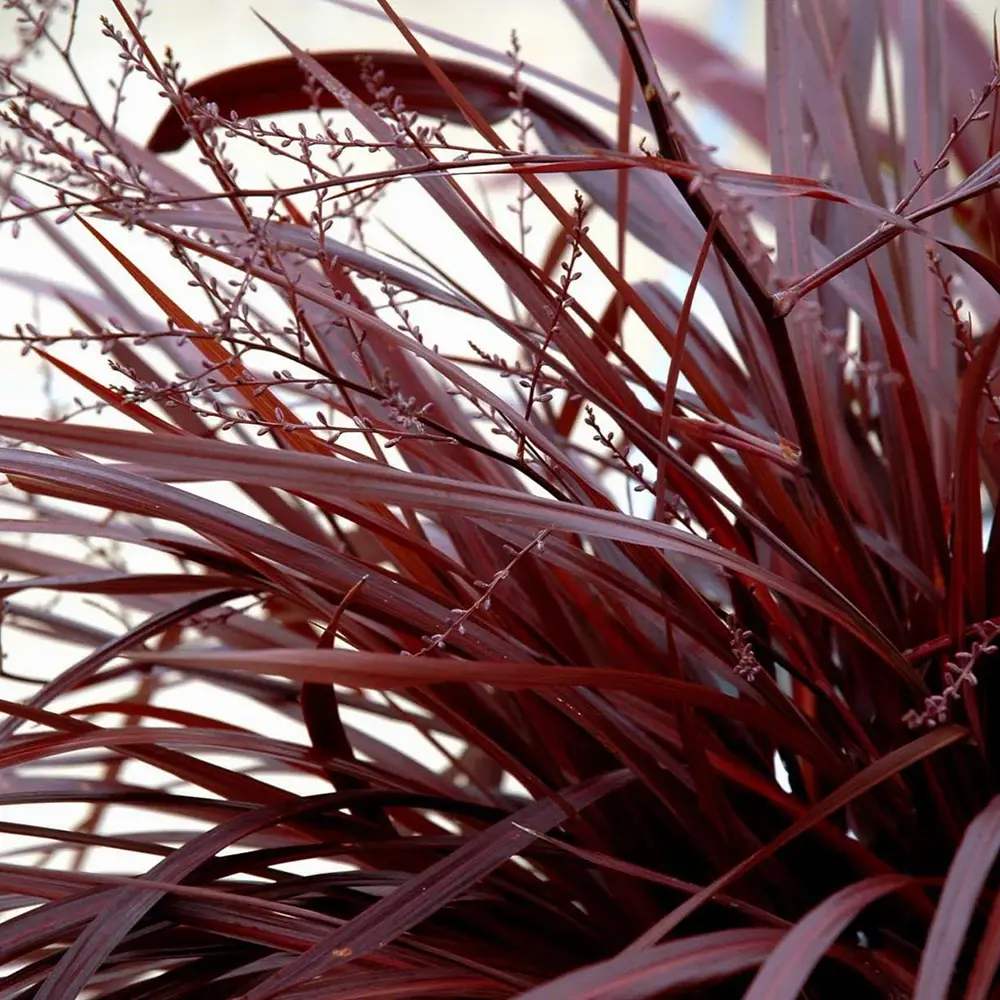 Cordyline 'Burgundy Spire', 80-100 cm, planta decorativa exotica cu frunze visiniu inchis