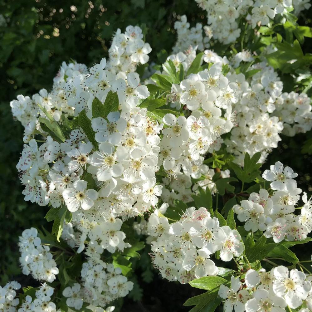 Corn Chinezesc Cornus Kouse China Girl, cu flori albe