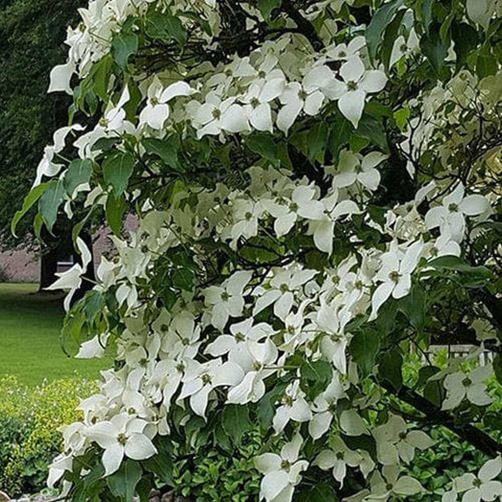 Corn Chinezesc Cornus Kouse China Girl, cu flori albe