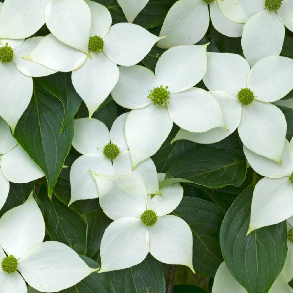 Corn Chinezesc Cornus Kouse China Girl, cu flori albe