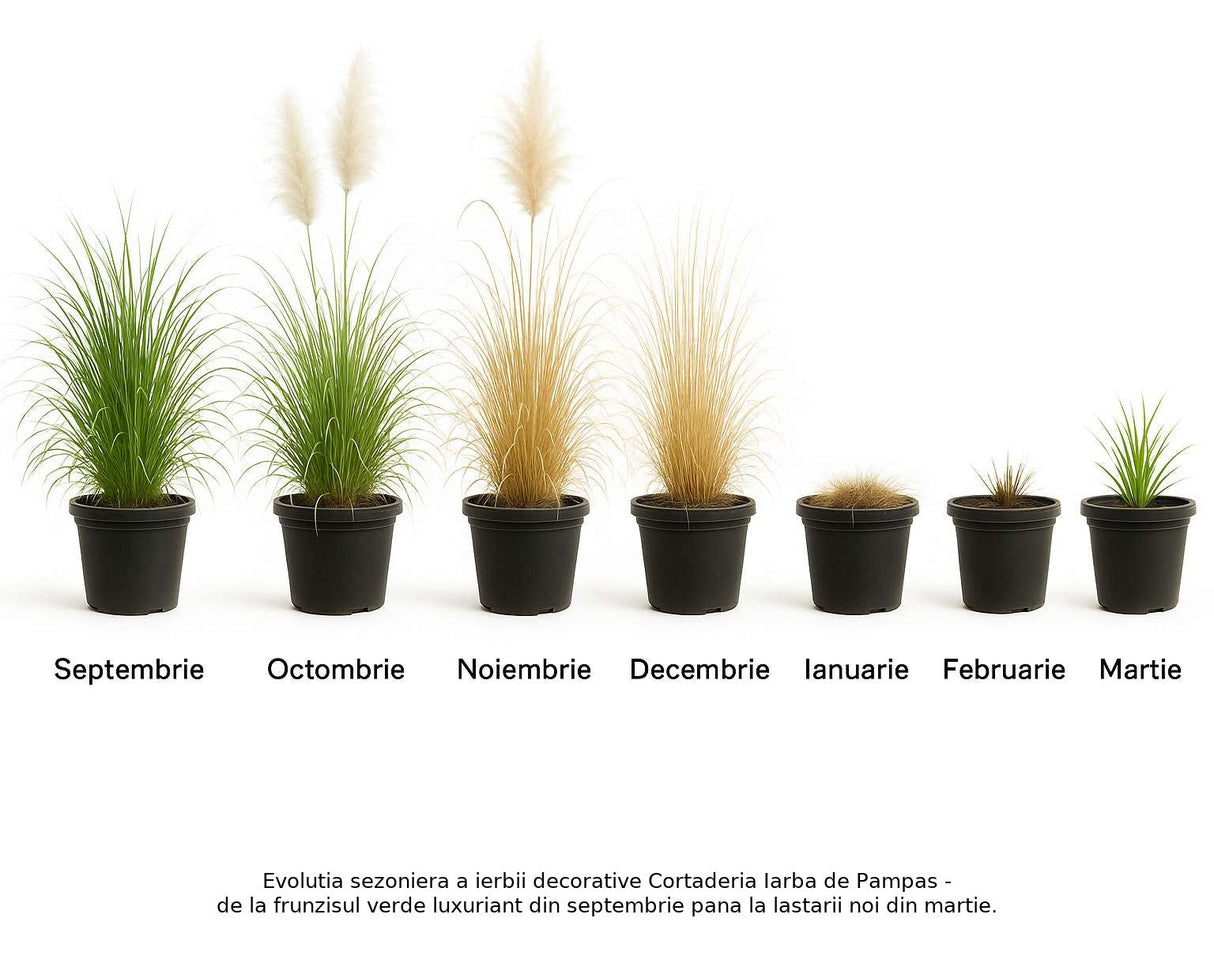 Iarba de Pampas (Cortaderia) Rosea, cu spice mari roz decorative, foarta inalta la maturitate, crestere rapida