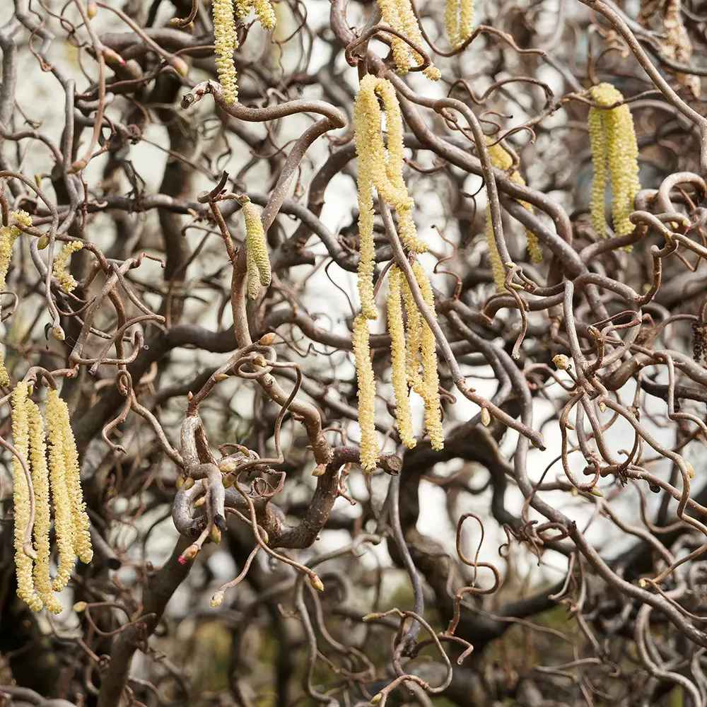 Криволичещ лешник Contorta (Corylus avellana), декоративен храст с усукани клони, ядливи лешници, устойчив на студ, подходящ за градина