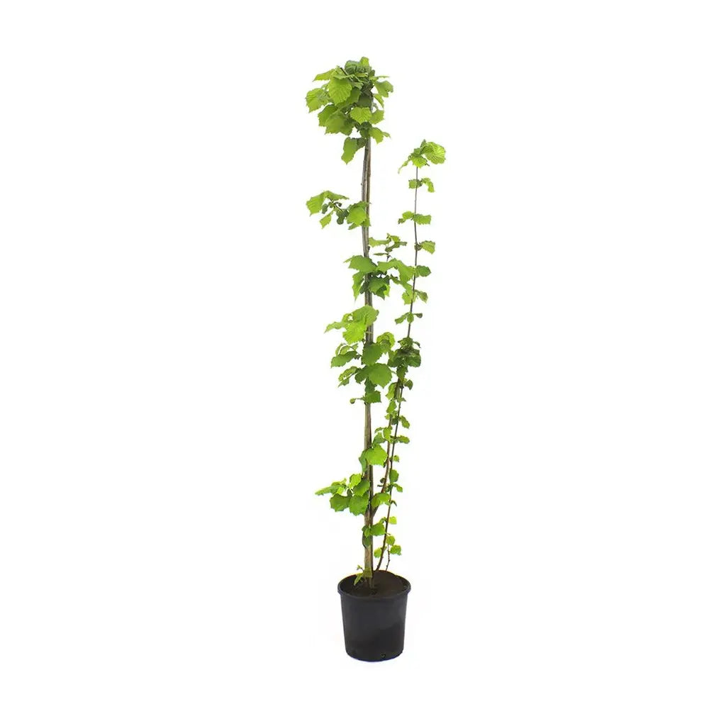 Alun Giffoni (Corylus avellana), cu gust dulce-nucos, an 2 pe rod