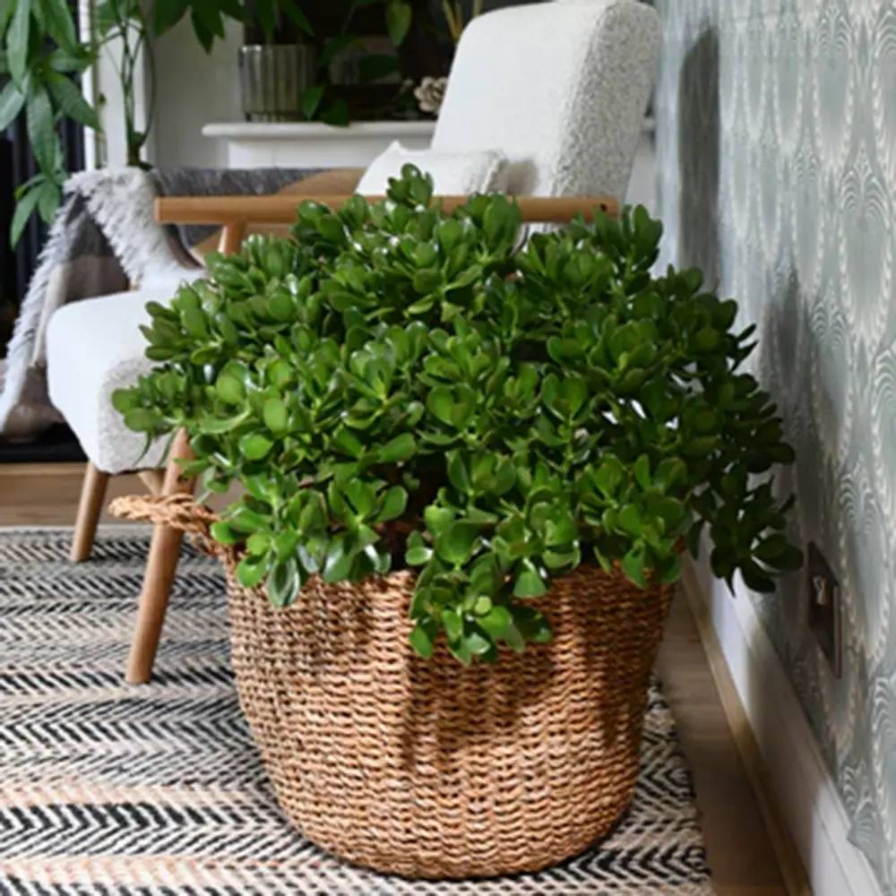 Щастливо дърво от нефрит (Crassula Ovata), декоративно сукулентно растение, лесно за отглеждане – 65 см