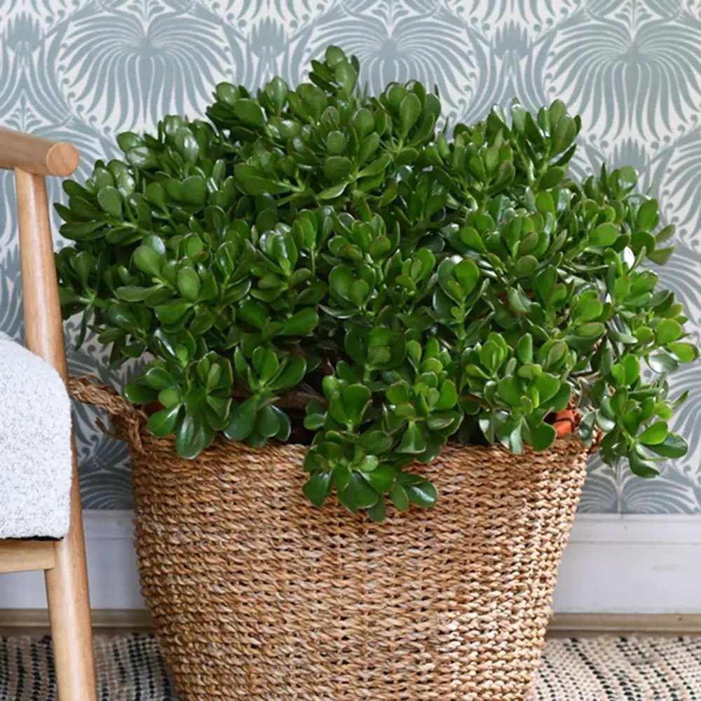 Щастливо дърво от нефрит (Crassula Ovata), декоративно сукулентно растение, лесно за отглеждане – 65 см