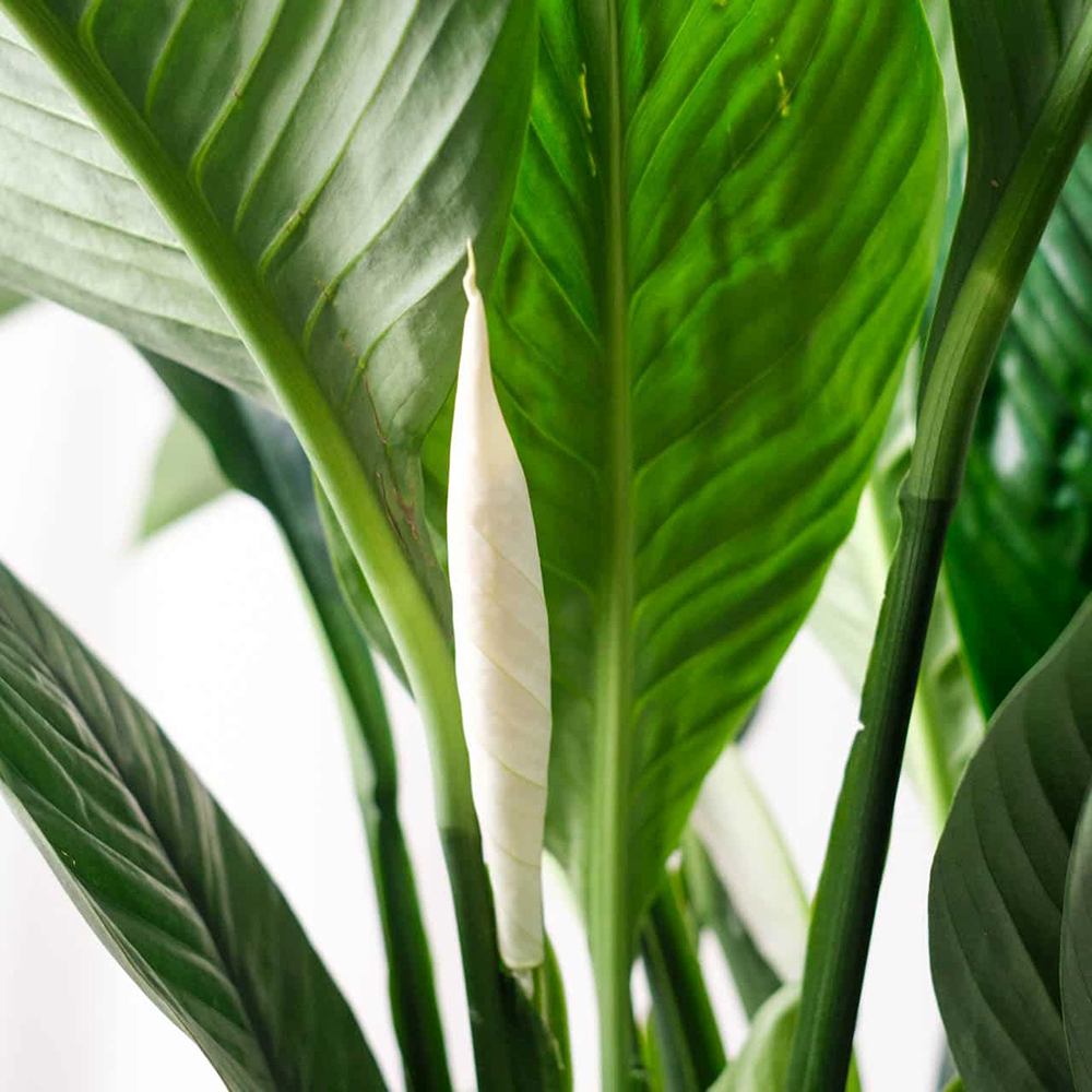 Crinul Pacii Spathiphyllum Sensation, planta de interior cu flori albe elegante si frunze verzi lucioase, purificator natural de aer - 160 cm
