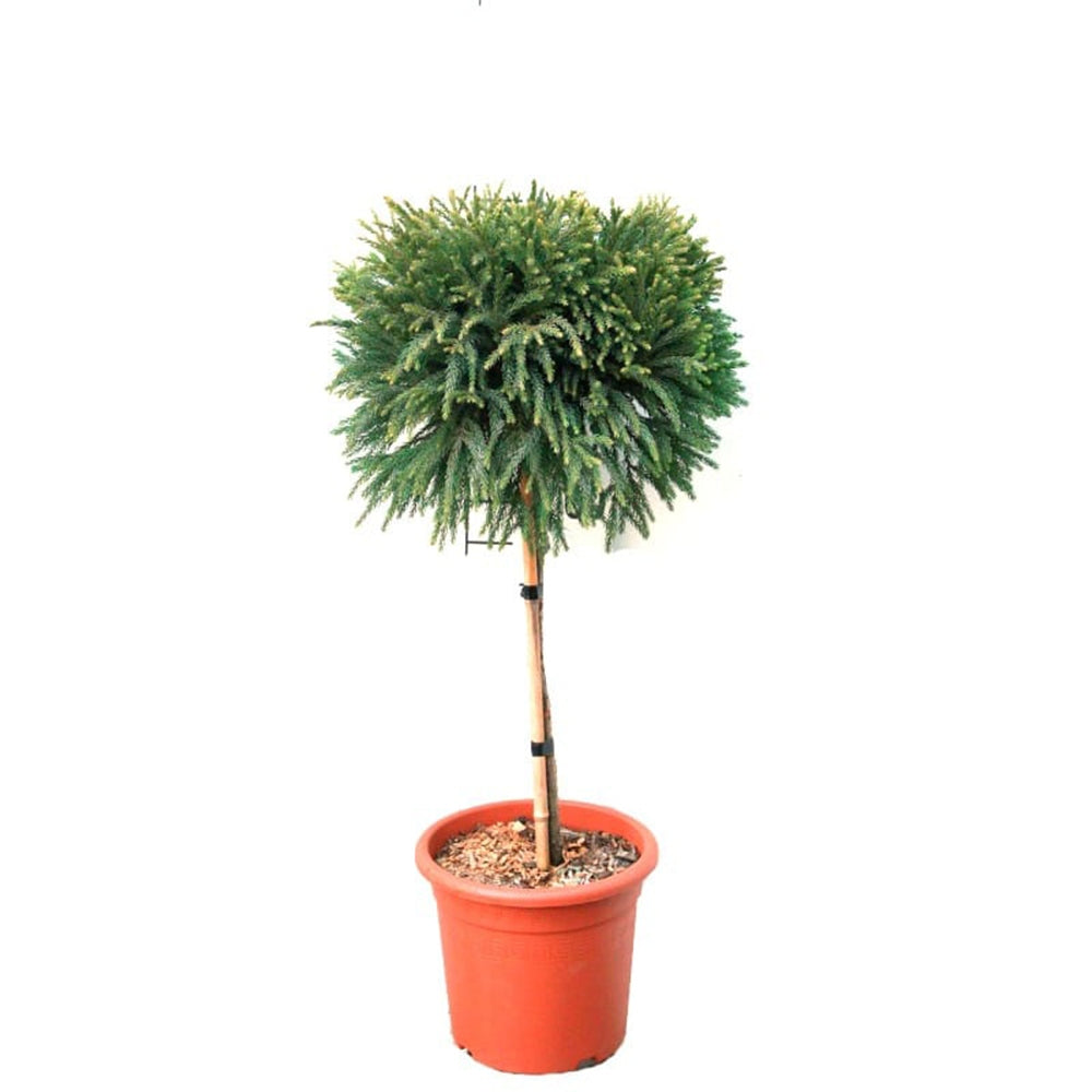 Криптомерия японска Globosa Nana на стъбло, японски джудже-конфер, сферична форма, декоративна целогодишно, за саксии и малки градини