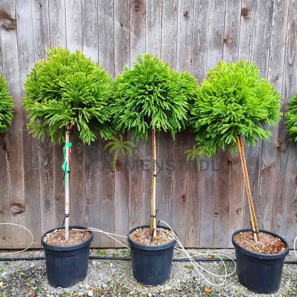 Криптомерия японска Globosa Nana на стъбло, японски джудже-конфер, сферична форма, декоративна целогодишно, за саксии и малки градини