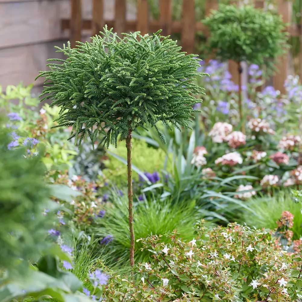 Криптомерия японска Globosa Nana на стъбло, японски джудже-конфер, сферична форма, декоративна целогодишно, за саксии и малки градини