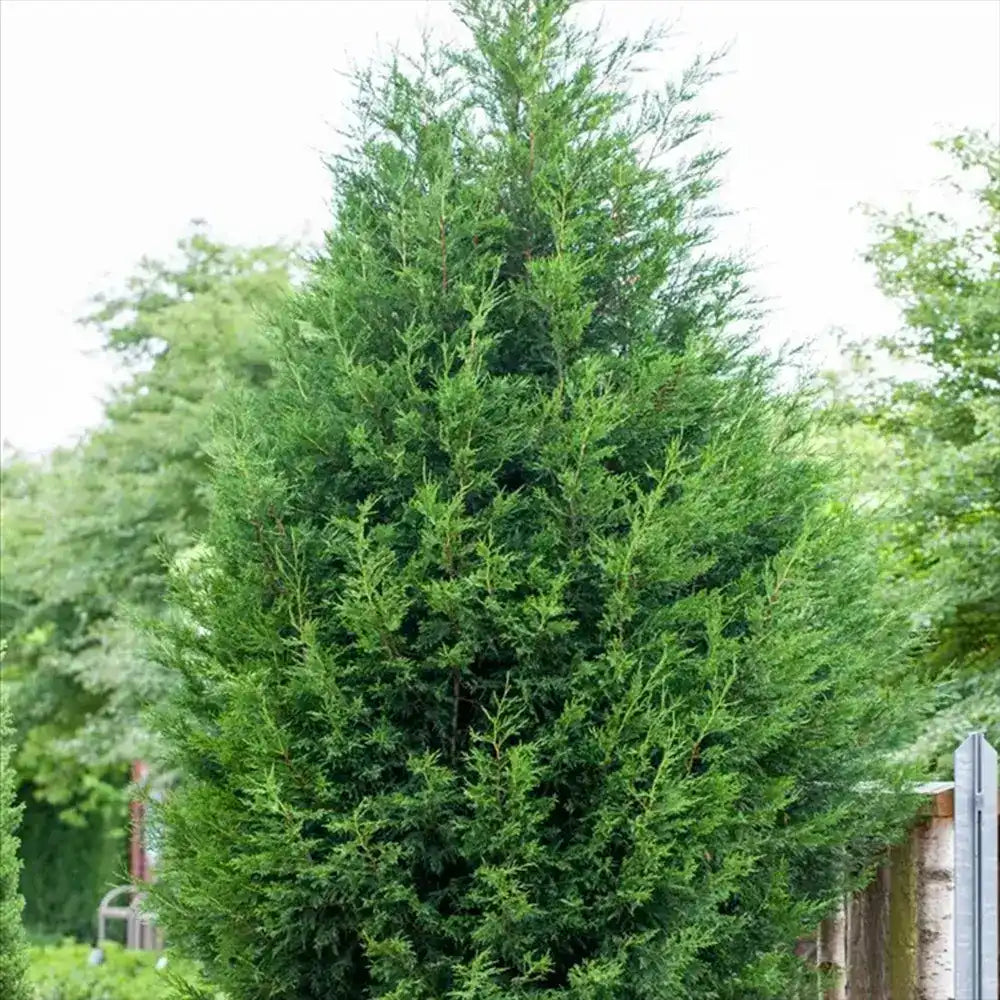 PROMO 4 bucati la 189.9 Lei/bucata, Chiparos Leylandii Stalp de Gheata, gard viu vesnic verde