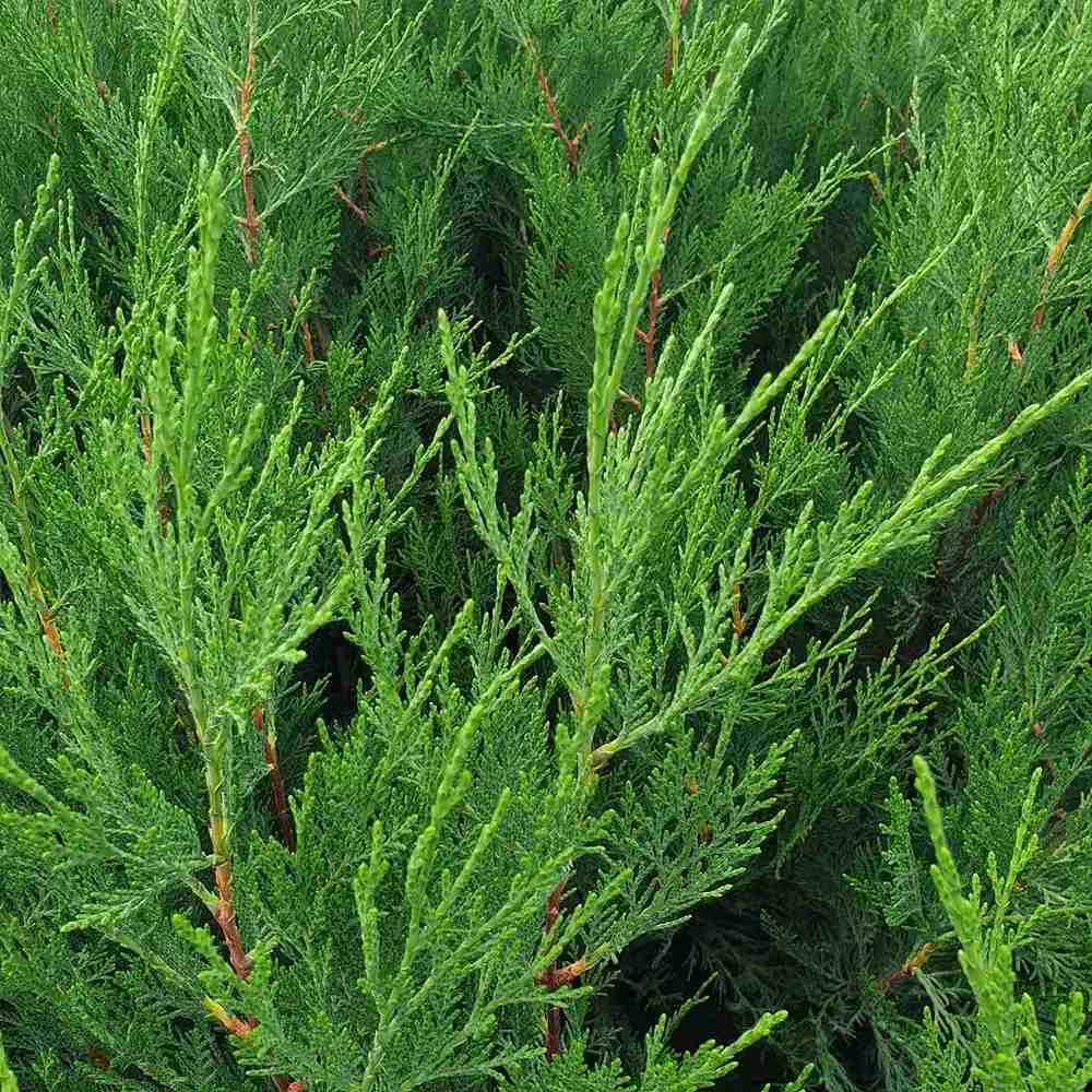 PROMO 4 bucati la 189.9 Lei/bucata, Chiparos Leylandii Stalp de Gheata, gard viu vesnic verde