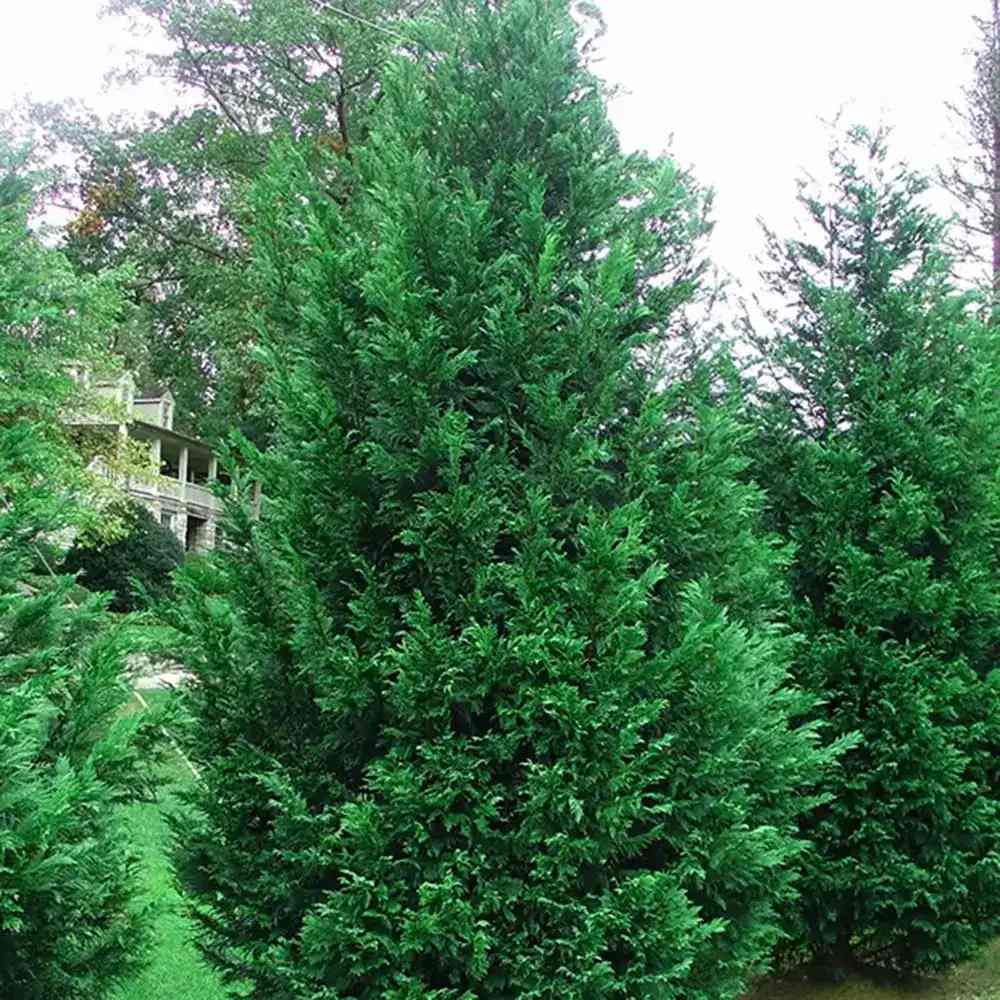 Кипарис Лейланди Tweeduizendéén, вечнозелен жив плет, компактен и гъст, контролиран растеж