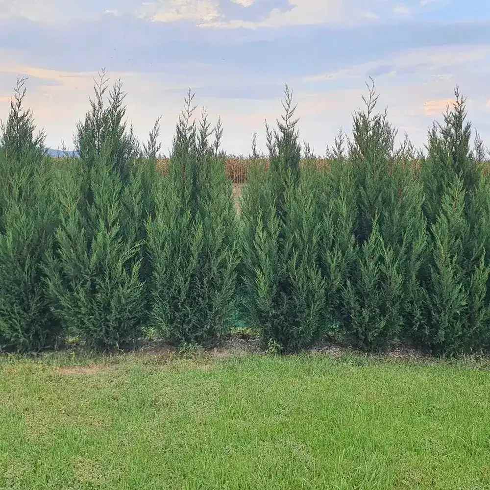 Кипарис Лейланди Tweeduizendéén, вечнозелен жив плет, компактен и гъст, контролиран растеж