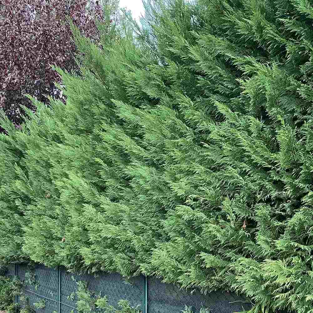 Chiparos Leylandii, gard viu rapid vesnic verde, crestere rapida, conifer foare rezistent la boli