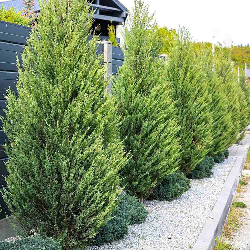 PROMO 4 bucati la 189.9 Lei/bucata, Chiparos Leylandii Stalp de Gheata, gard viu vesnic verde
