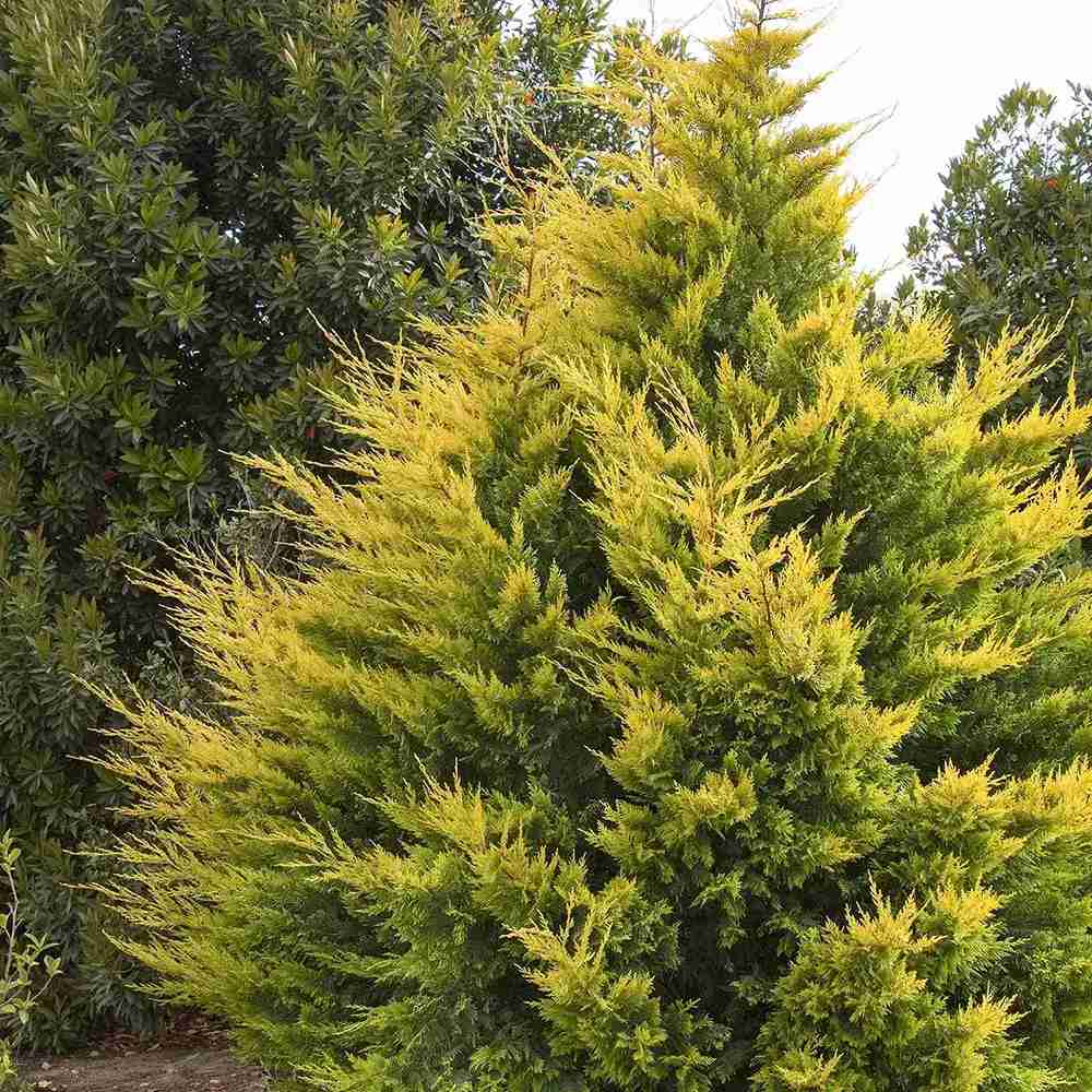 Cypress Leylandii Gold Rider, вечнозелен жив плет