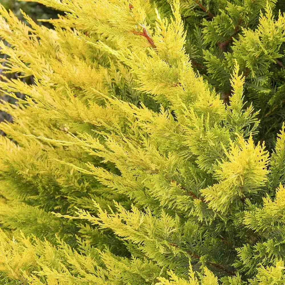 Cypress Leylandii Gold Rider, вечнозелен жив плет