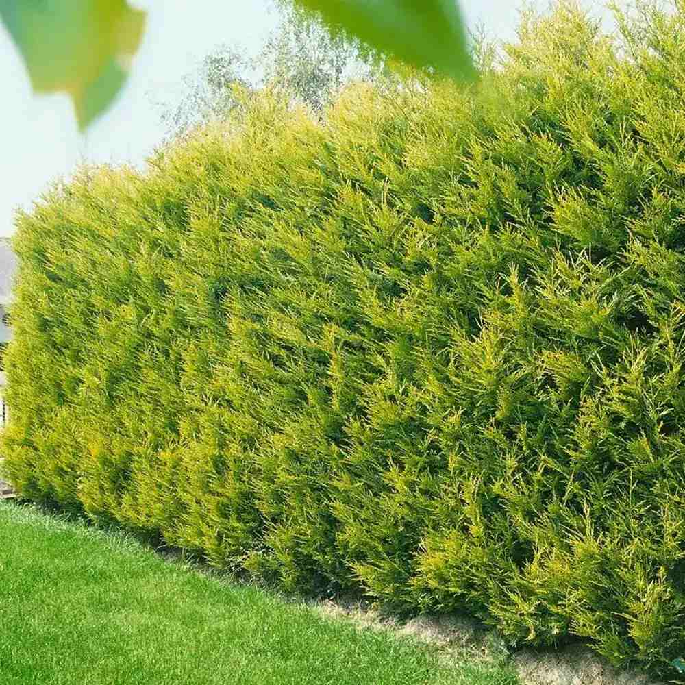 Cypress Leylandii Gold Rider, вечнозелен жив плет