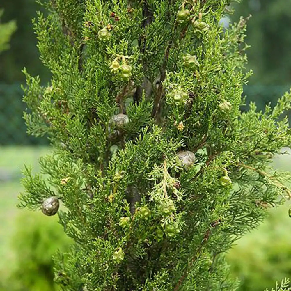 Италиански кипарис (Cupressus sempervirens Pyramidalis), колонен, устойчив, интензивнозелен, бърз растеж