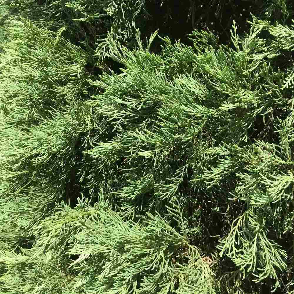 Италиански кипарис (Cupressus sempervirens Pyramidalis), колонен, устойчив, интензивнозелен, бърз растеж