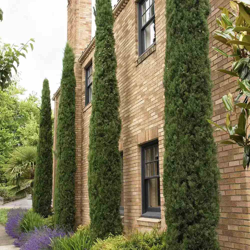 Италиански кипарис (Cupressus sempervirens Pyramidalis), колонен, устойчив, интензивнозелен, бърз растеж